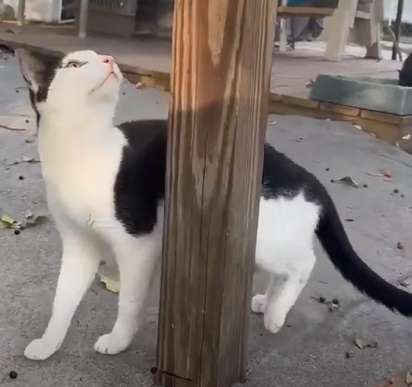 Alfalfa, Adoptable, Adult Male Domestic Short Hair.