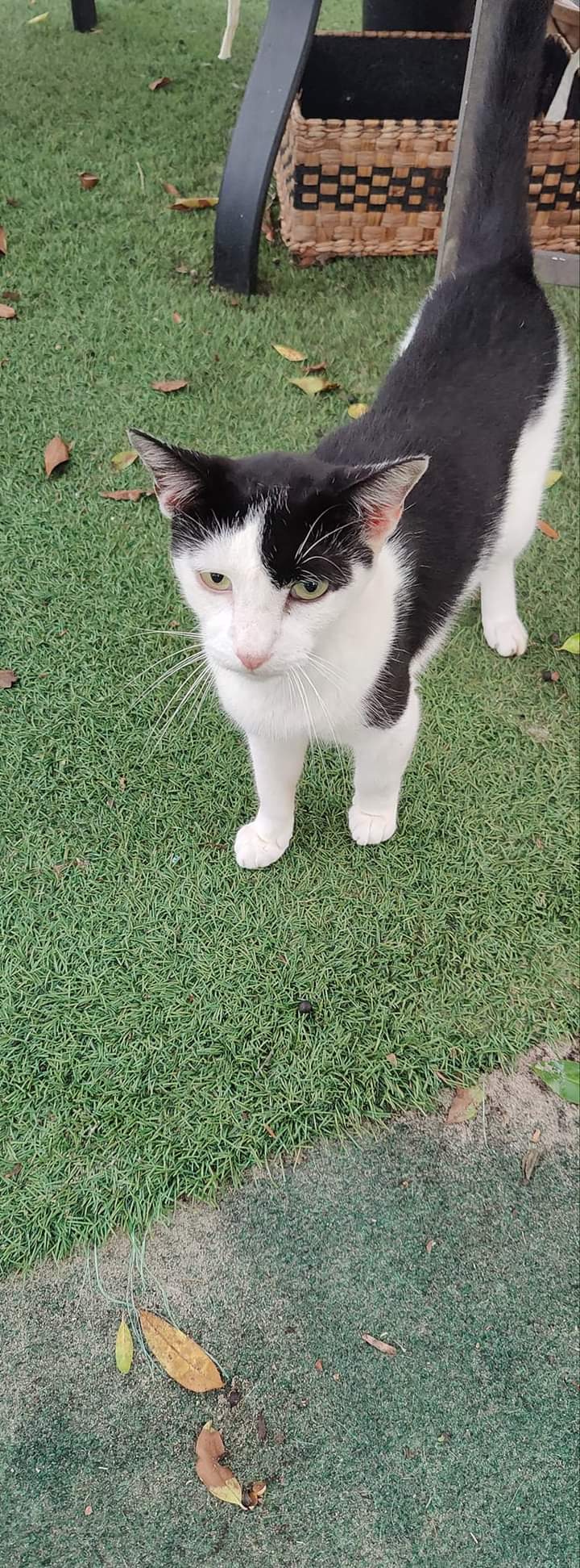 Alfalfa, a Adoptable Domestic Short Hair in Spring Hill, FL image 2/4