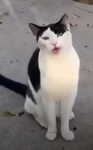 Alfalfa, a Adoptable Domestic Short Hair in Spring Hill, FL image 3/4