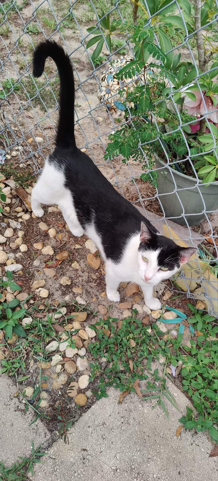 Alfalfa, a Adoptable Domestic Short Hair in Spring Hill, FL image 4/4