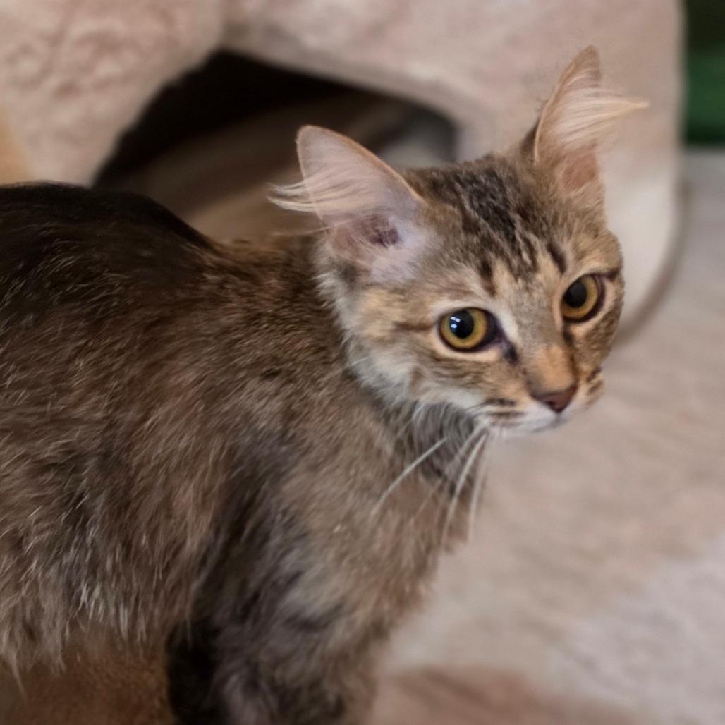 Susan from Accounting, Adoptable, Adult Female Domestic Medium Hair.