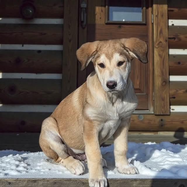Sleepy, a Adopted Great Pyrenees in Midway, UT image 2/3