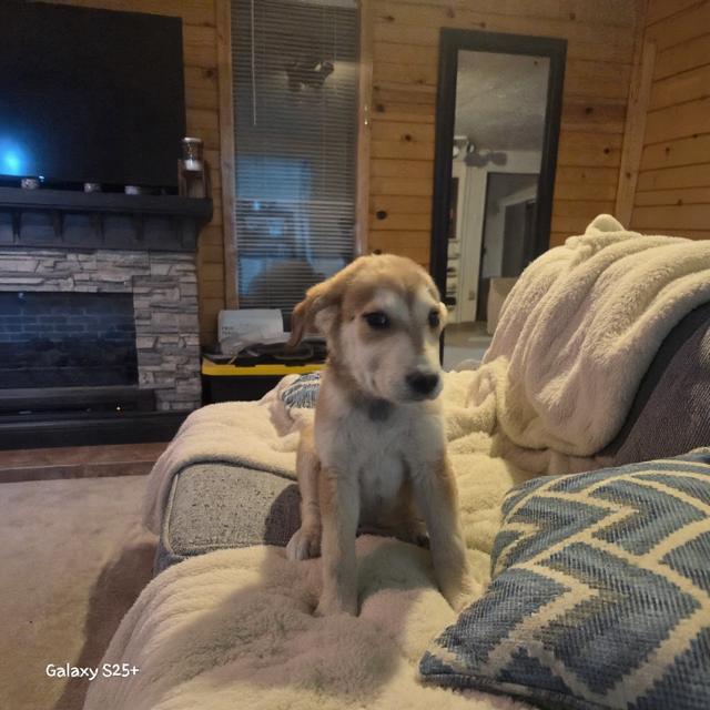 Sleepy, Adoptable, Puppy Male Great Pyrenees.