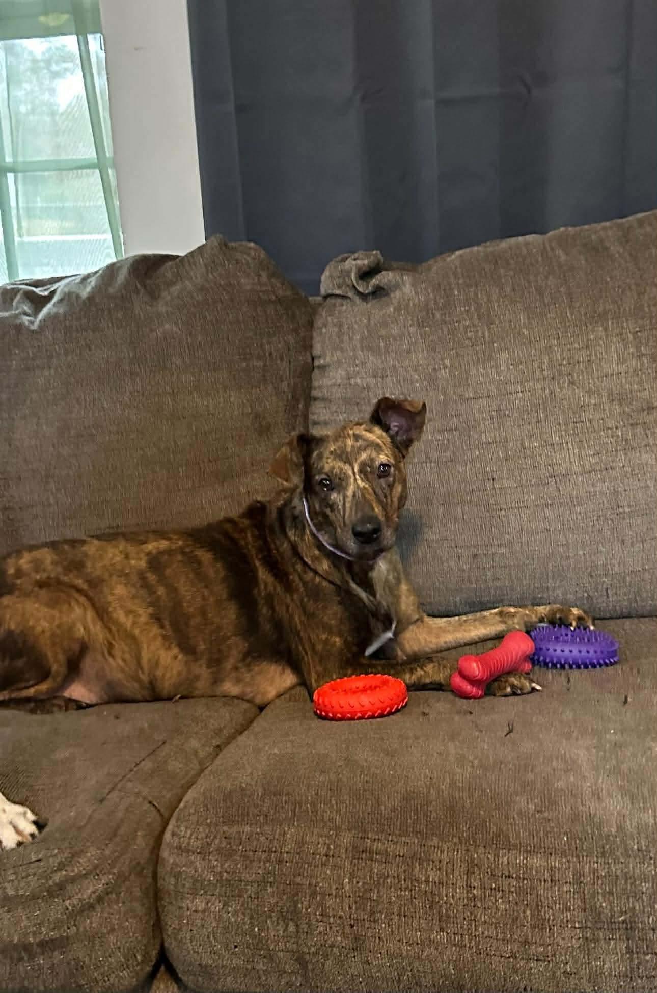 Peanut Brittle, ADOPTABLE, Adult Female Mixed Breed.