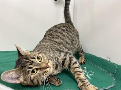 Enlarge Slinky, a Adoptable Domestic Short Hair in Boulder, CO image 1/3