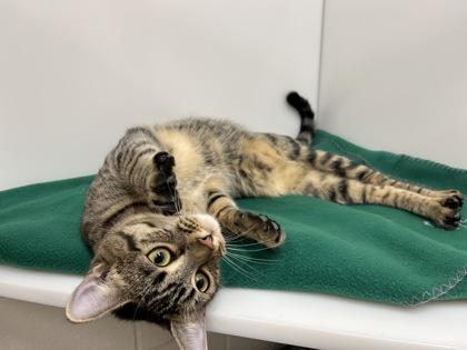 Enlarge Slinky, a Adoptable Domestic Short Hair in Boulder, CO image 2/3