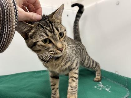 Enlarge Slinky, a Adoptable Domestic Short Hair in Boulder, CO image 3/3