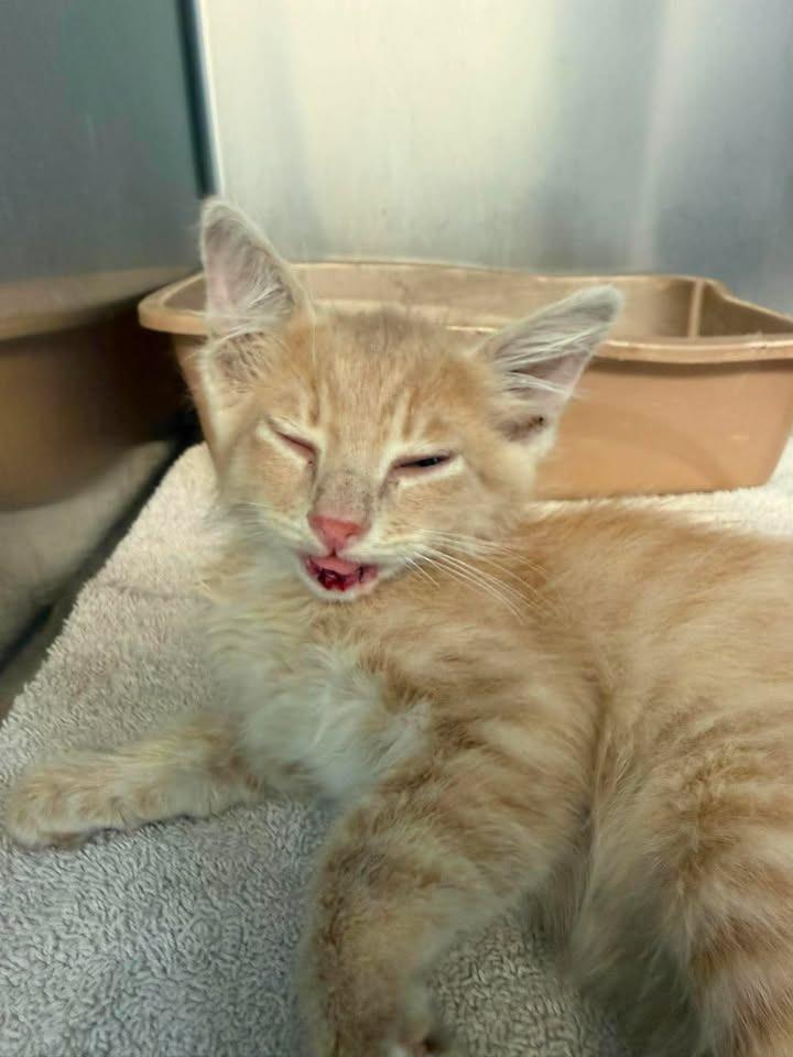 J.B., Adopted, Kitten Male Domestic Short Hair.