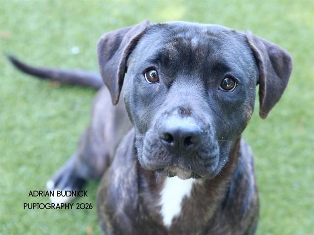 Enlarge Sienna, a Adoptable Mixed Breed in Nashville, TN image 1/1