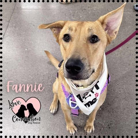 Fannie Mae, Adoptable, Young Female German Shepherd Dog.