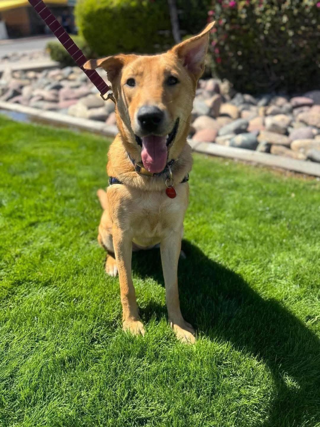 Fannie Mae, a Adoptable German Shepherd Dog in Gilbert, AZ image 2/4