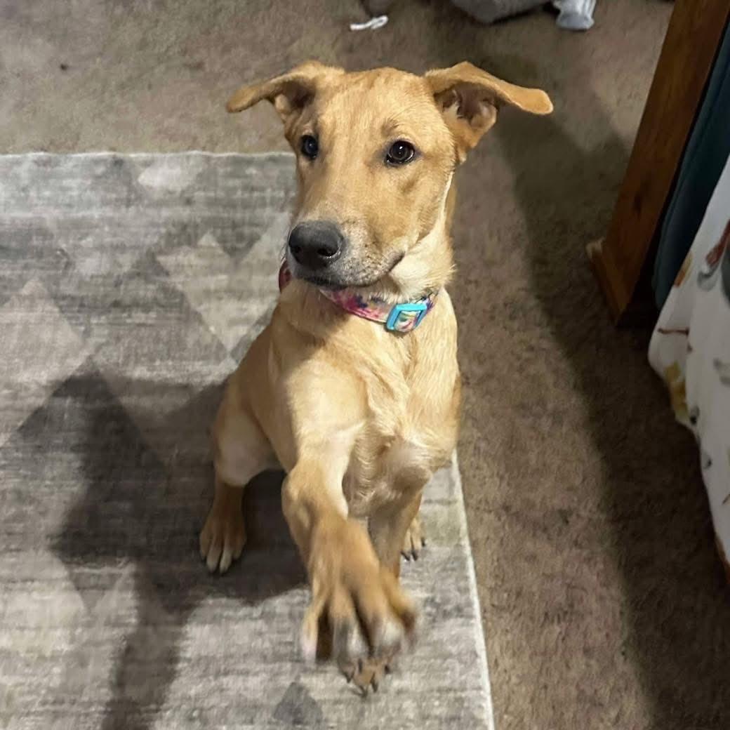 Fannie Mae, a Adoptable German Shepherd Dog in Gilbert, AZ image 3/4