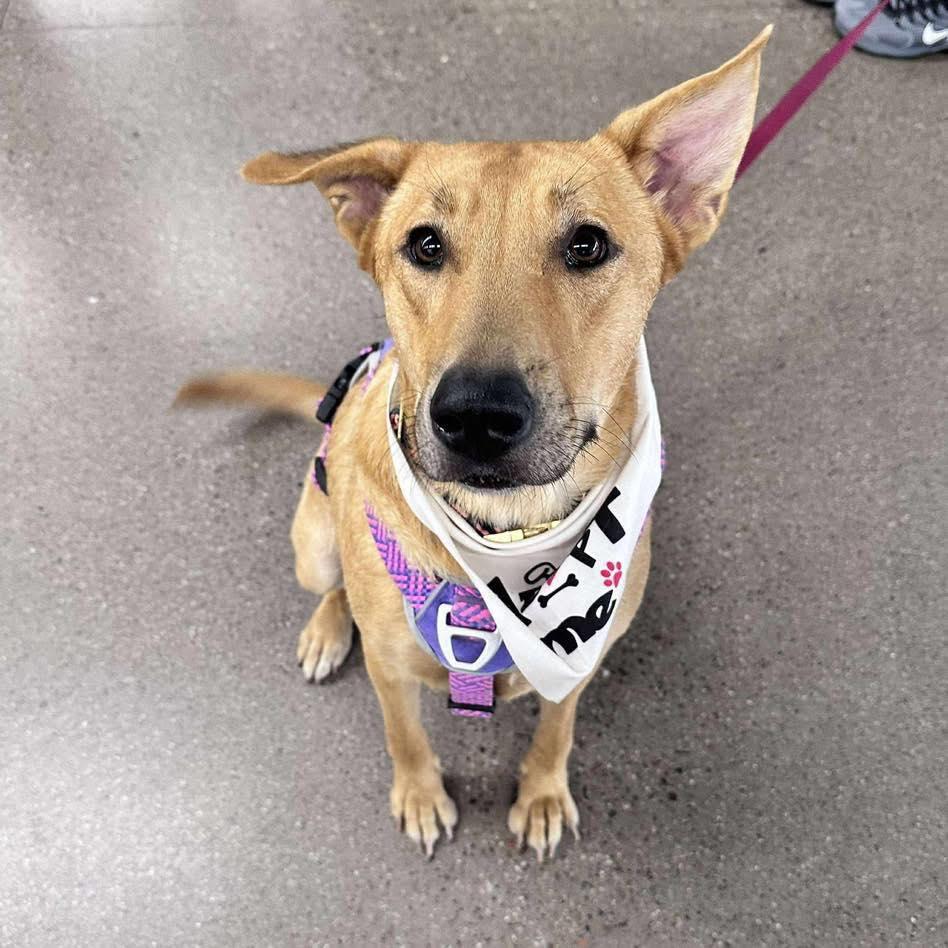 Fannie Mae, a Adoptable German Shepherd Dog in Gilbert, AZ image 4/4