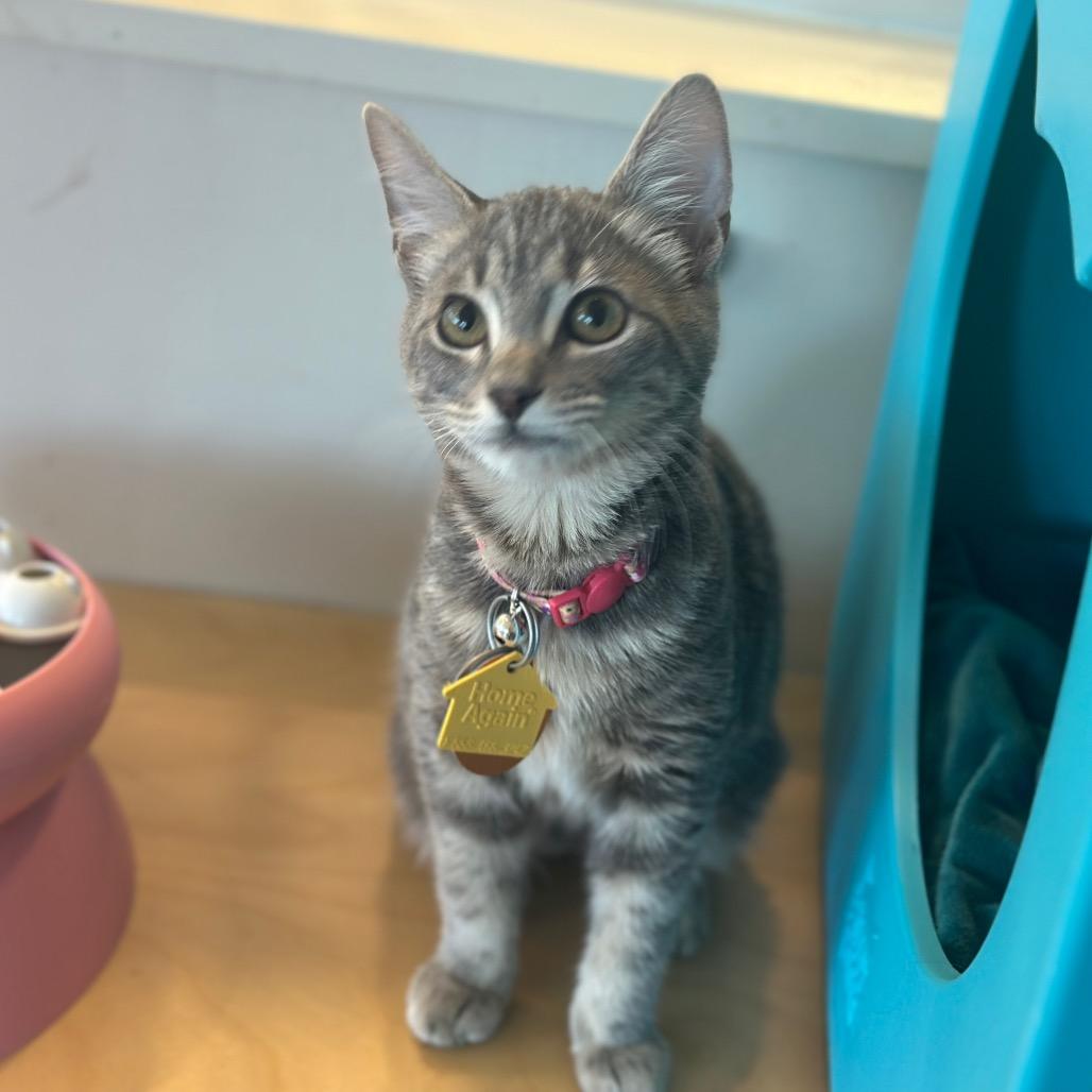 NCR9120 Fuji, Adoptable, Kitten Female Domestic Short Hair.