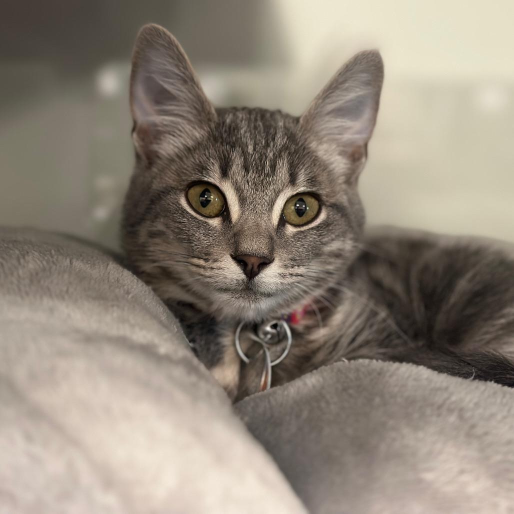 Enlarge NCR9120 Fuji, a Adoptable Domestic Short Hair in Port Washington, NY image 2/2