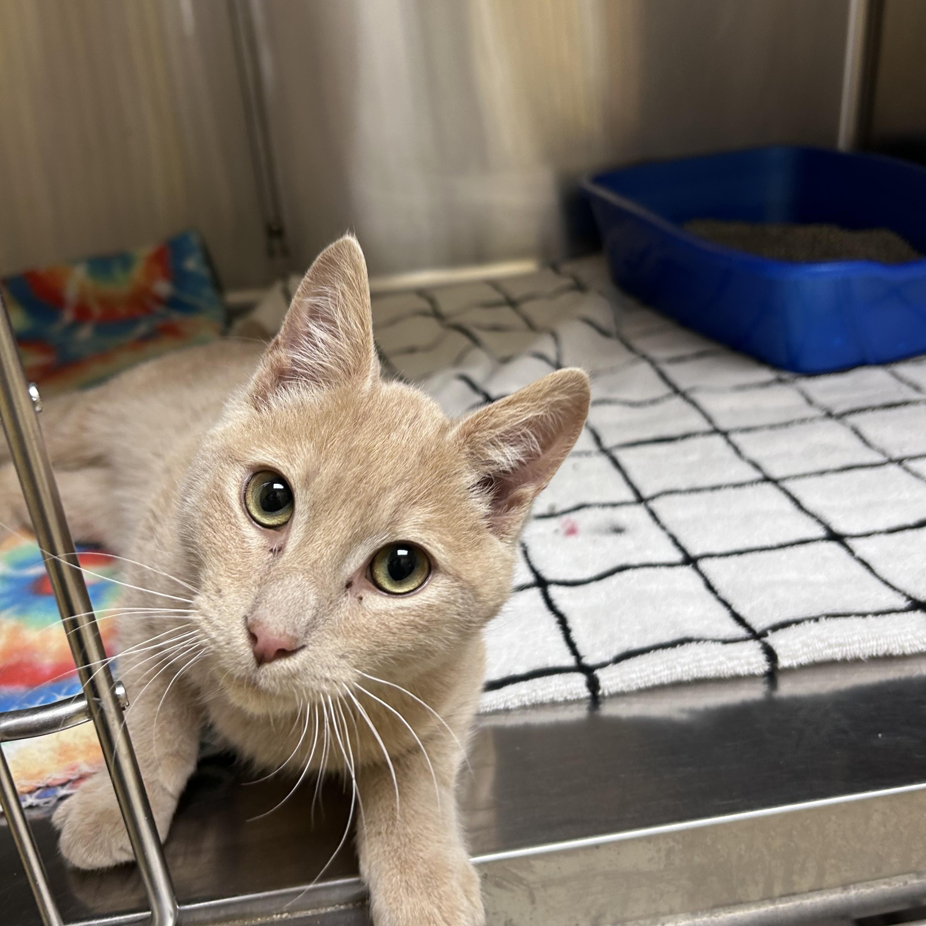 Enlarge Diesel, an adopted mixed breed in Greensboro, NC image 3/5