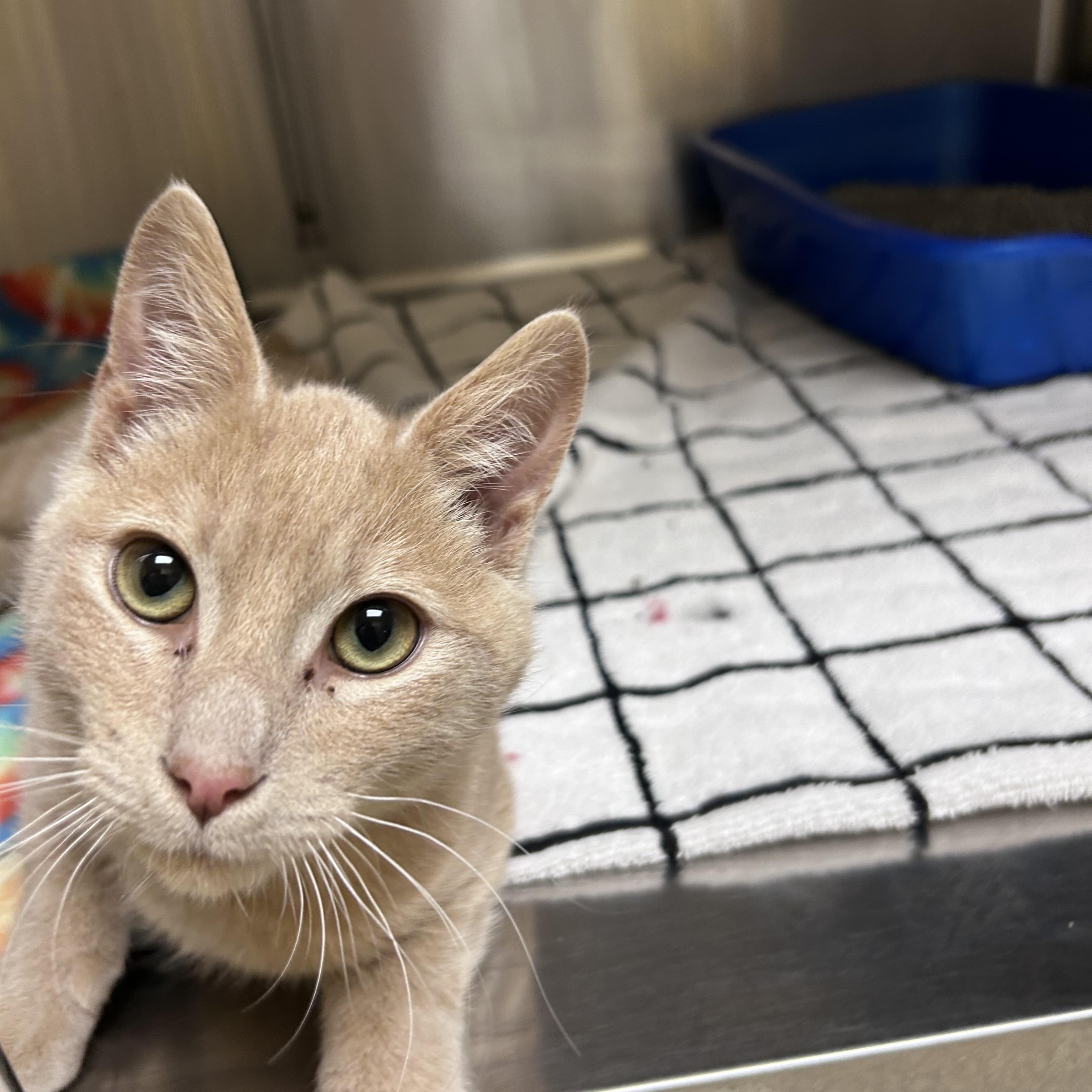 Enlarge Diesel, an adopted mixed breed in Greensboro, NC image 4/5