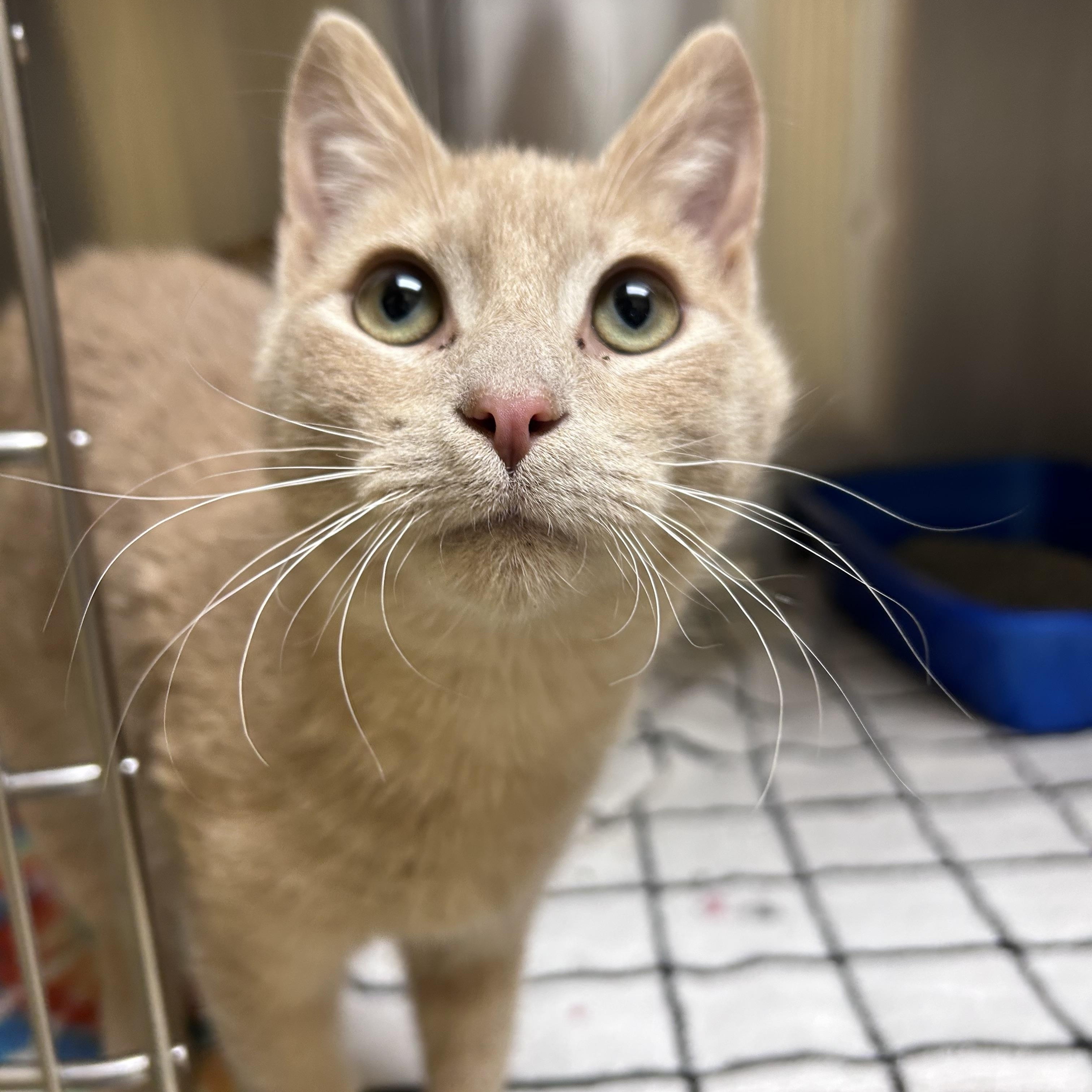 Diesel, adopted, Young Male Domestic Short Hair & Tabby.