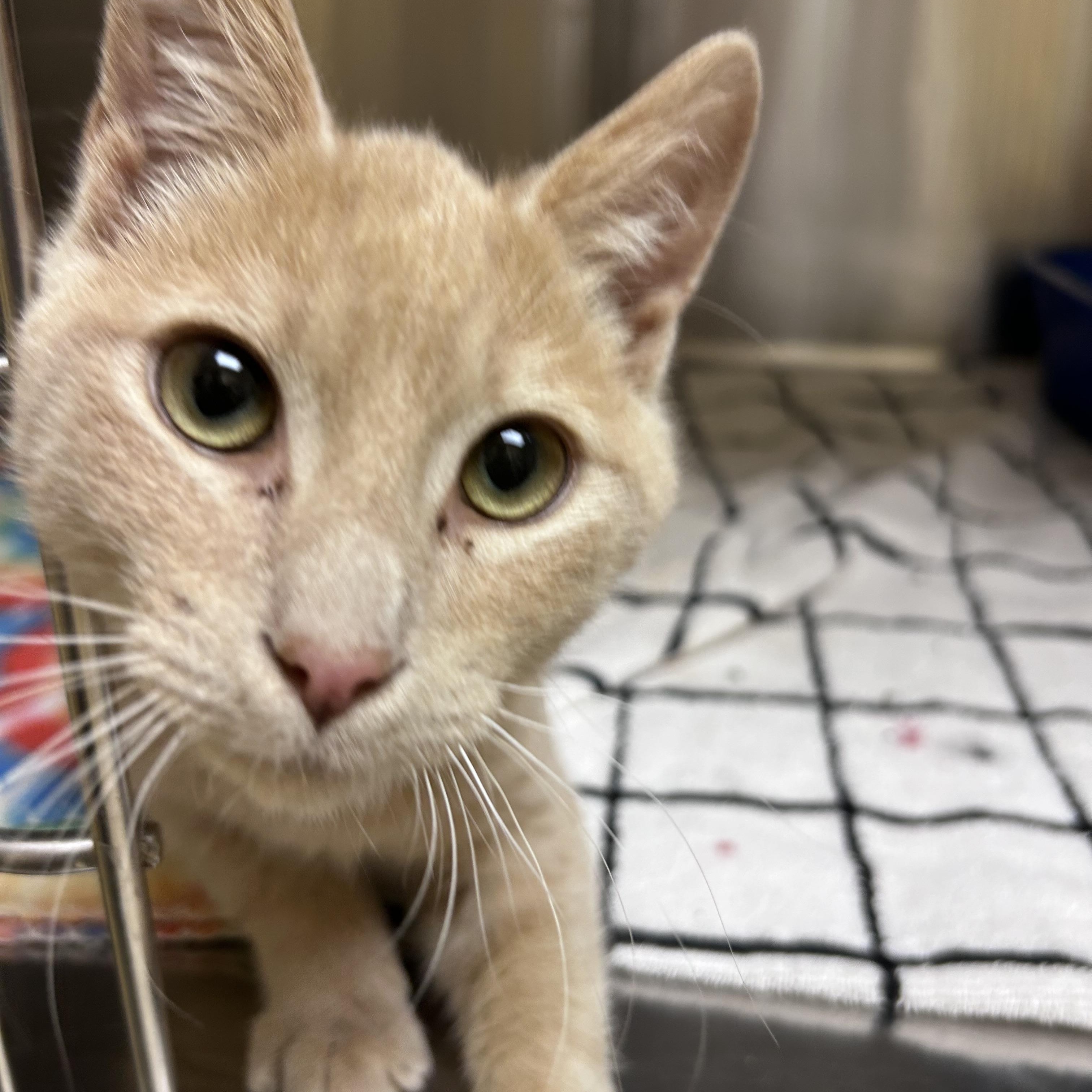 Enlarge Diesel, an adopted mixed breed in Greensboro, NC image 2/5