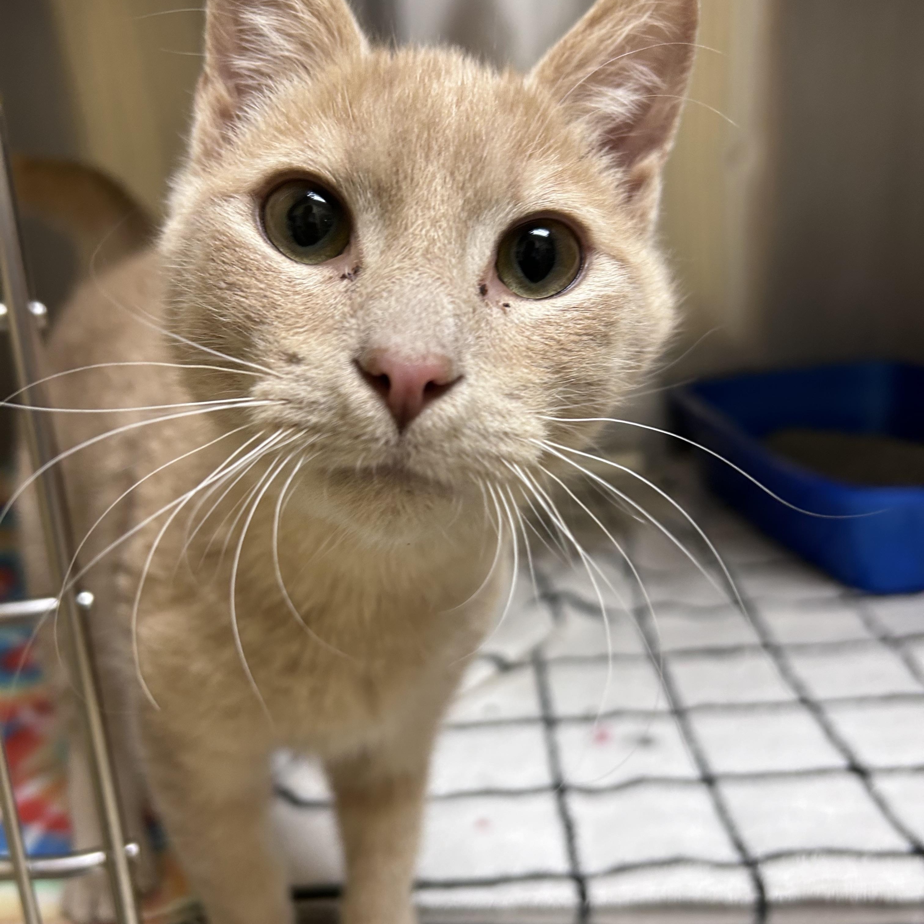 Enlarge Diesel, an adopted mixed breed in Greensboro, NC image 5/5