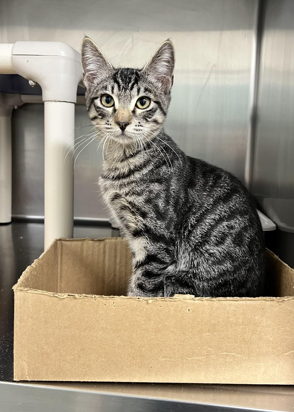 Enlarge Ted, a Adoptable Domestic Short Hair in Dublin, CA image 2/3