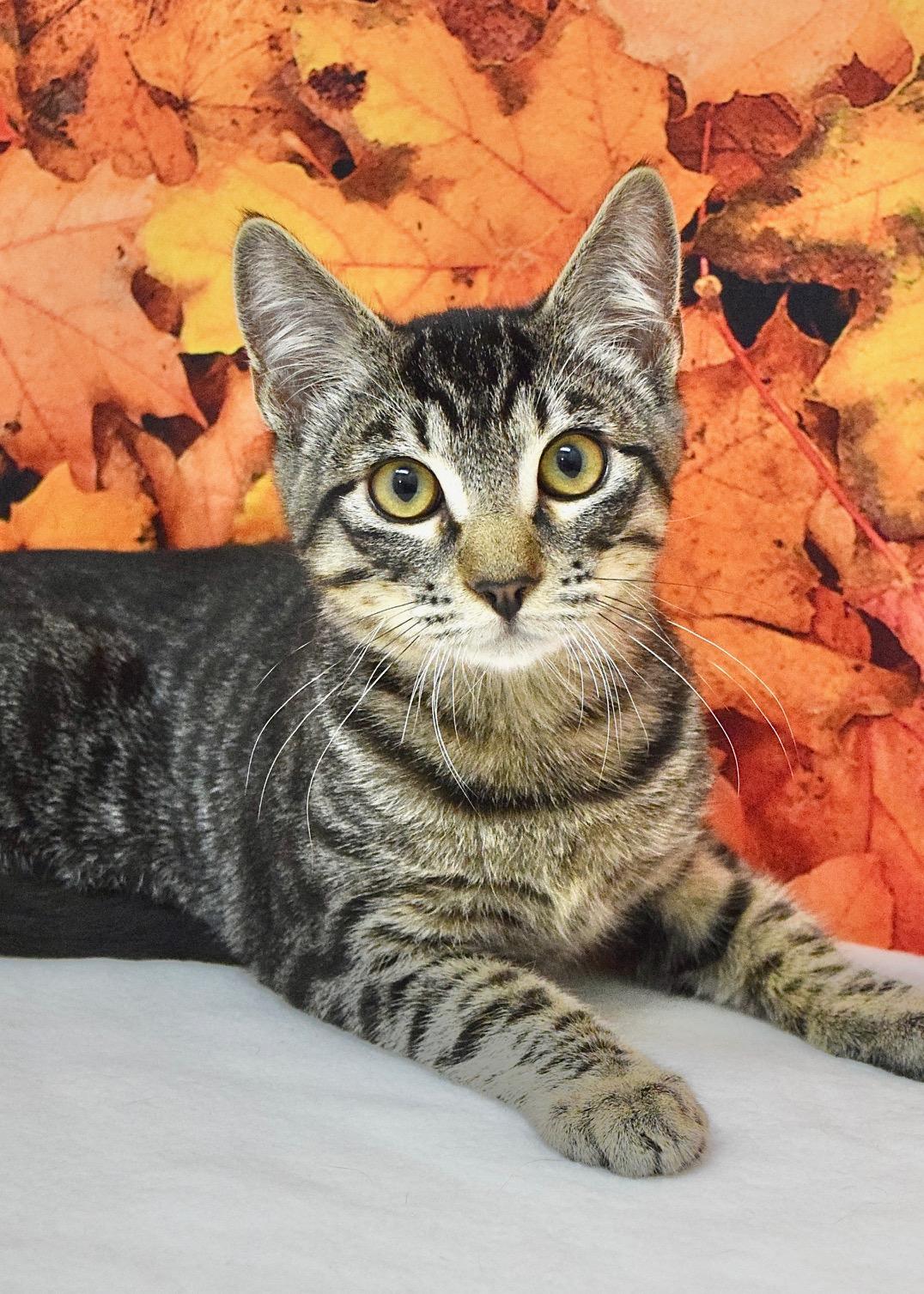 Ted, Adoptable, Kitten Male Domestic Short Hair.