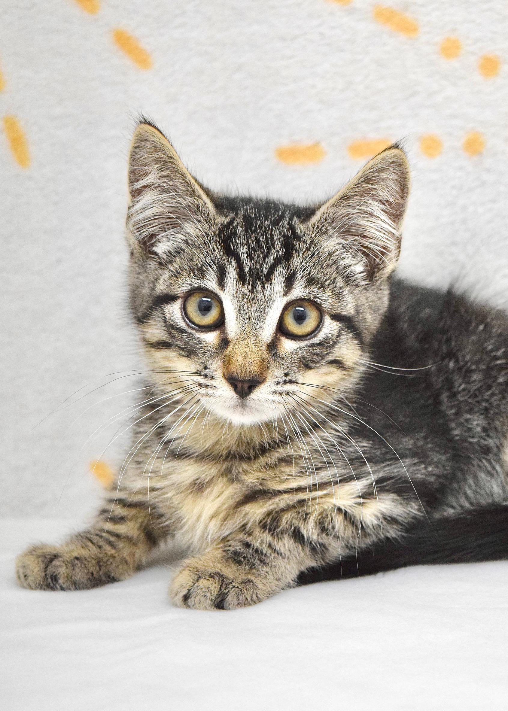 Enlarge Ted, a ADOPTABLE Domestic Short Hair in Dublin, CA image 1/1