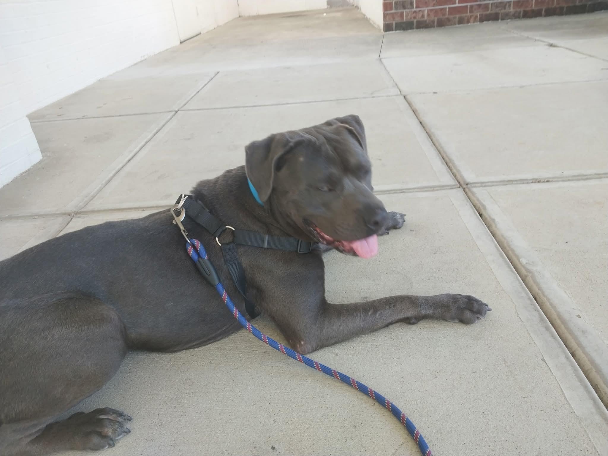 Steele, Adoptable, Adult Male Cane Corso & Pit Bull Terrier.