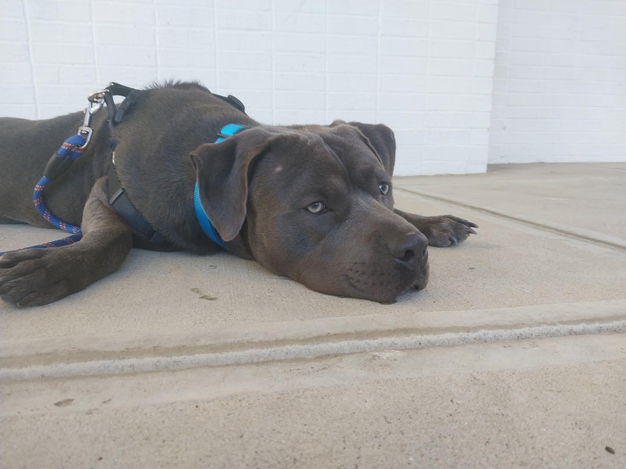 Steele, a Adoptable mixed breed in Evansville, IN image 2/2