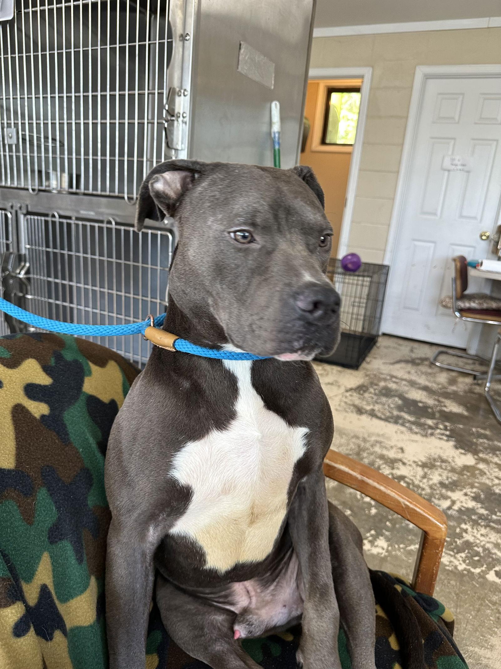 Bo, a Adoptable Pit Bull Terrier in Albemarle, NC image 1/2