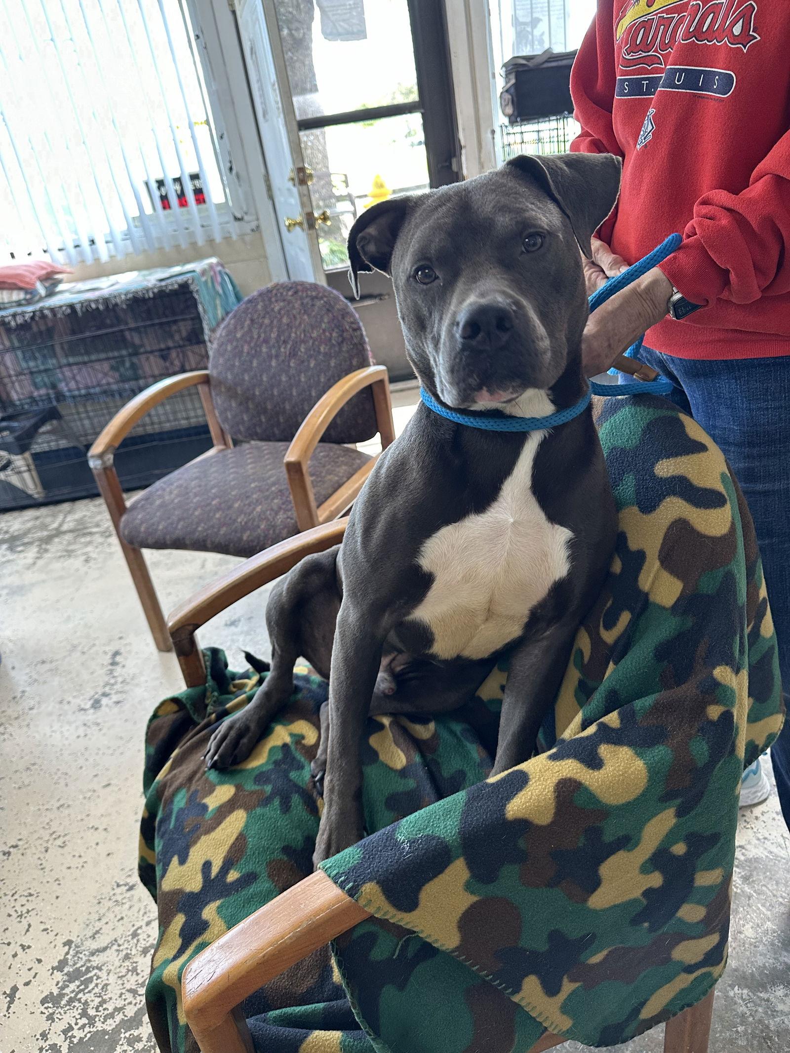 Bo, a Adoptable Pit Bull Terrier in Albemarle, NC image 2/2