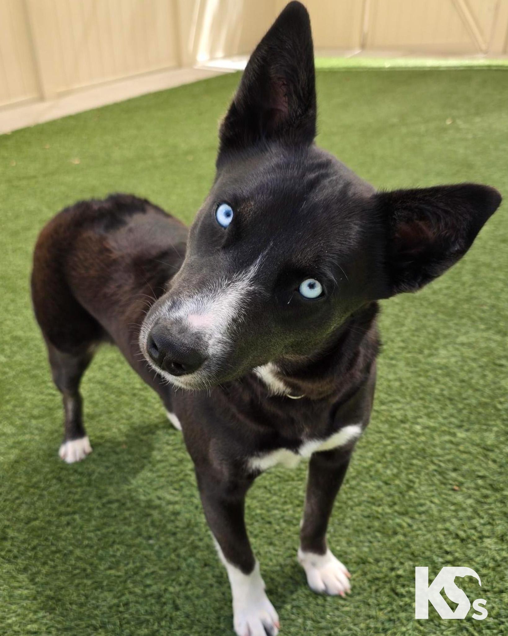 Thalia, an adopted mixed breed in Ponte Vedra, FL image 2/2