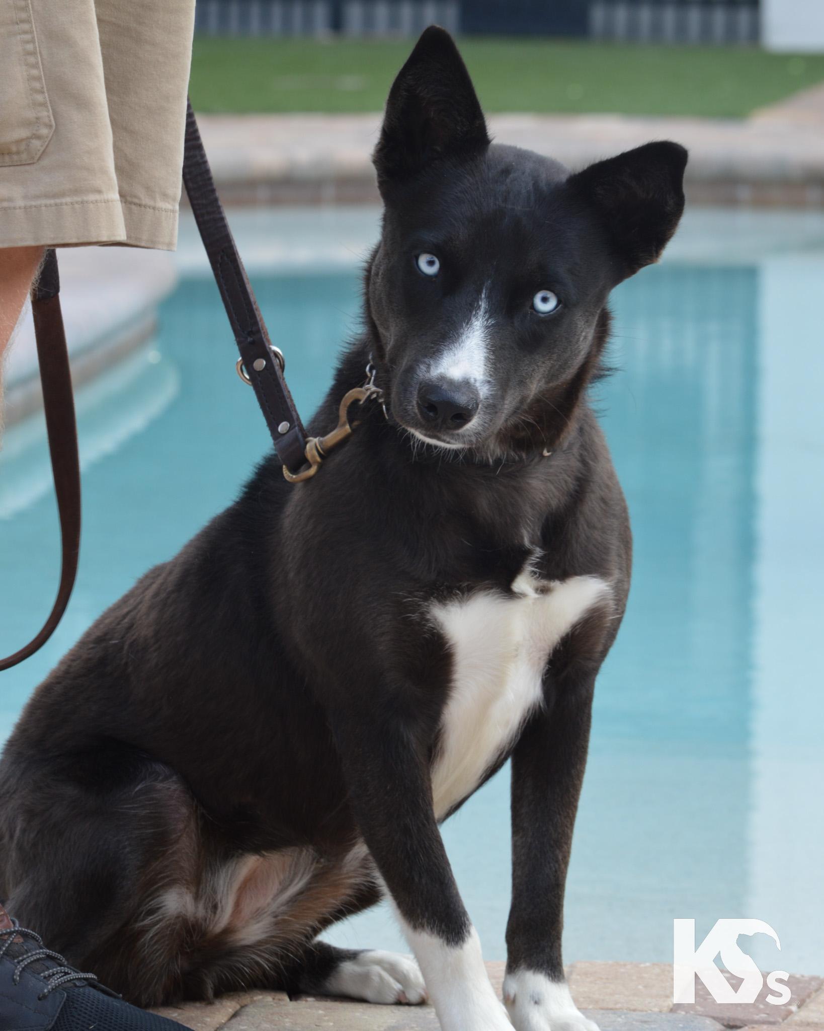 Thalia, adopted, Young Female Husky & Australian Kelpie.