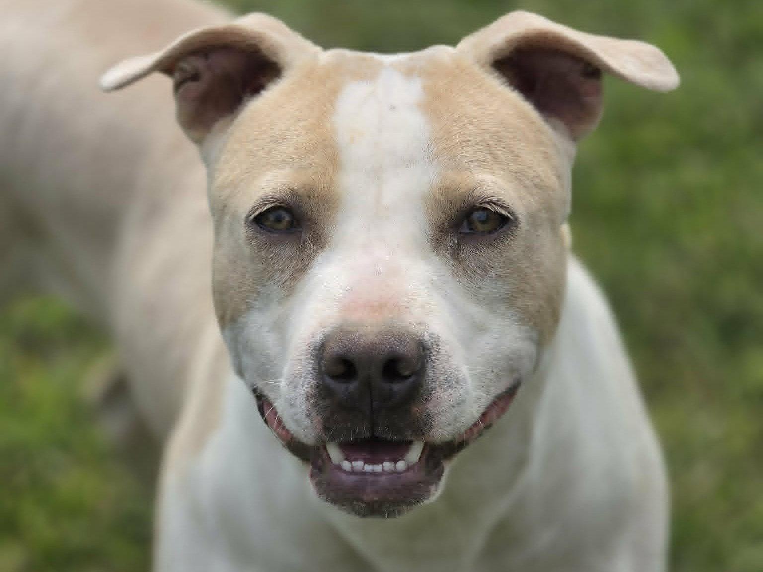 Lolli, a Adoptable Pit Bull Terrier in Cookeville, TN image 1/3
