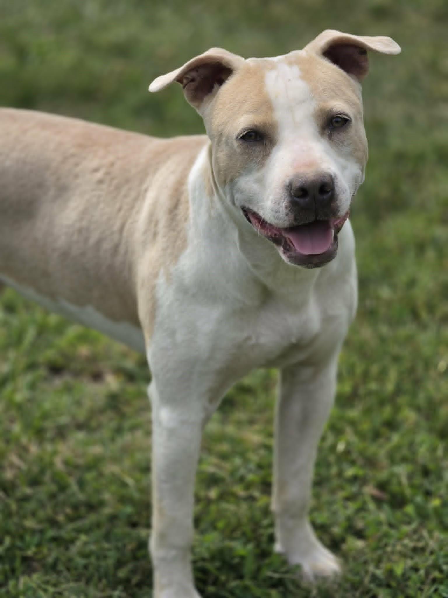 Lolli, a Adoptable Pit Bull Terrier in Cookeville, TN image 2/3