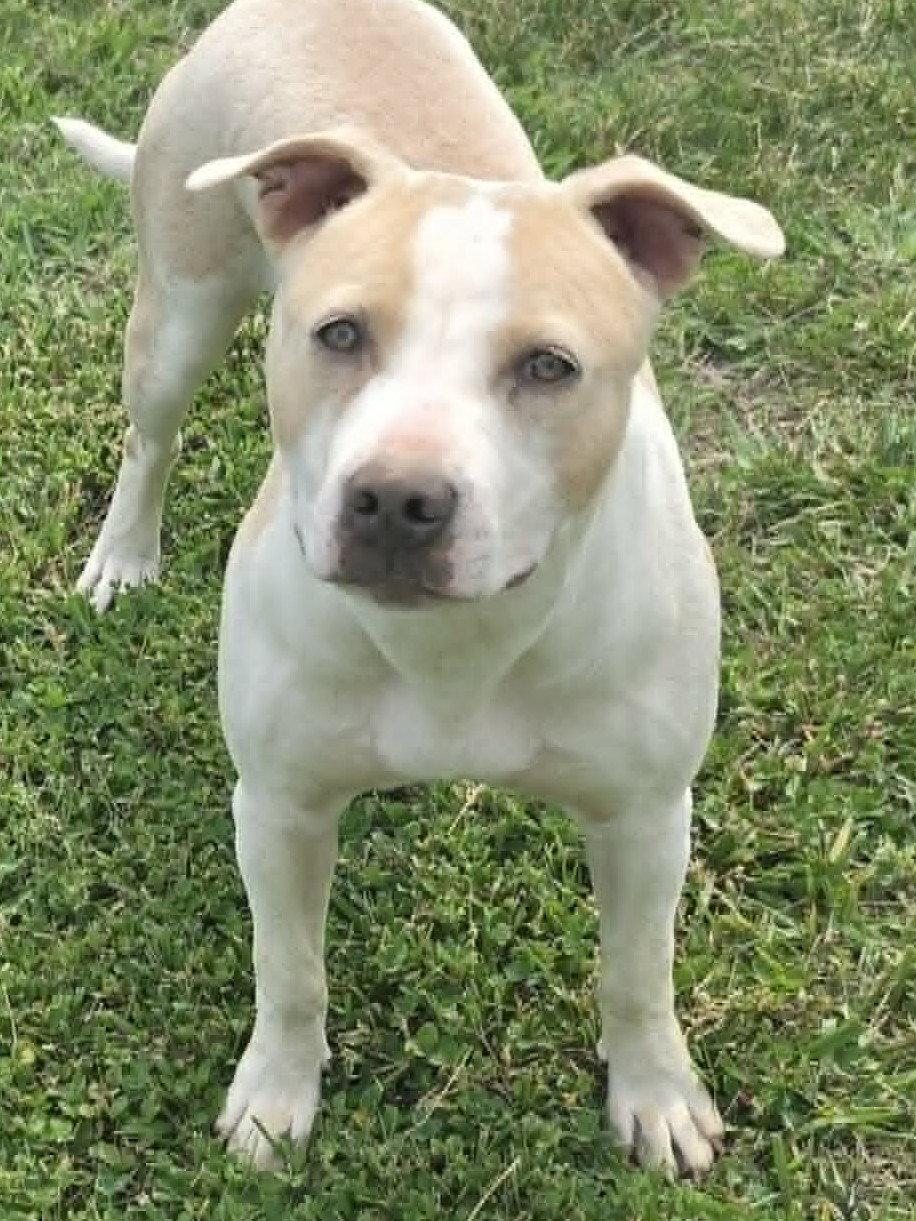 Lolli, a Adoptable Pit Bull Terrier in Cookeville, TN image 3/3