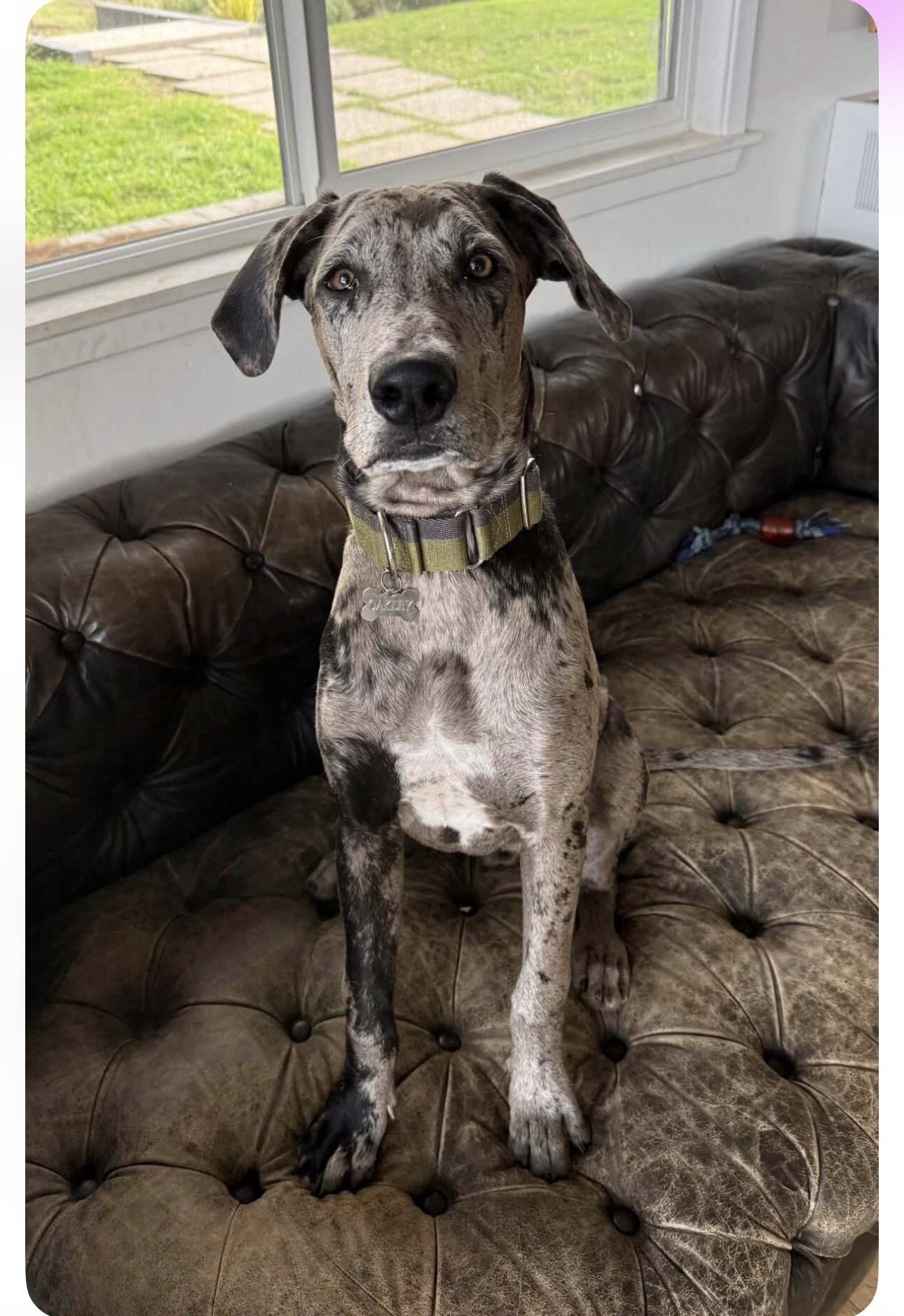 Enlarge Oakley, a Adopted Great Dane in Claremont, CA image 4/6