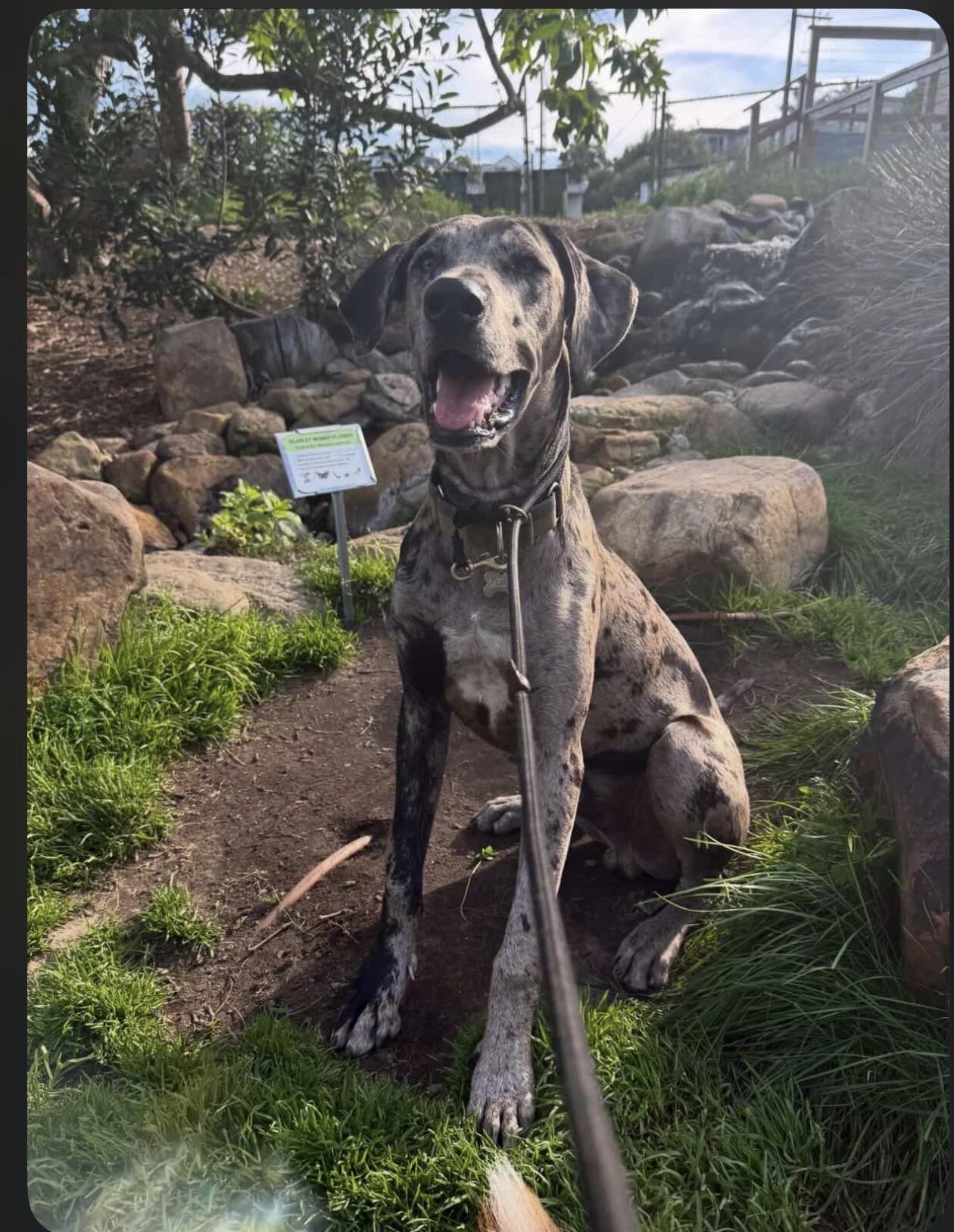 Oakley, Adopted, Young Male Great Dane.