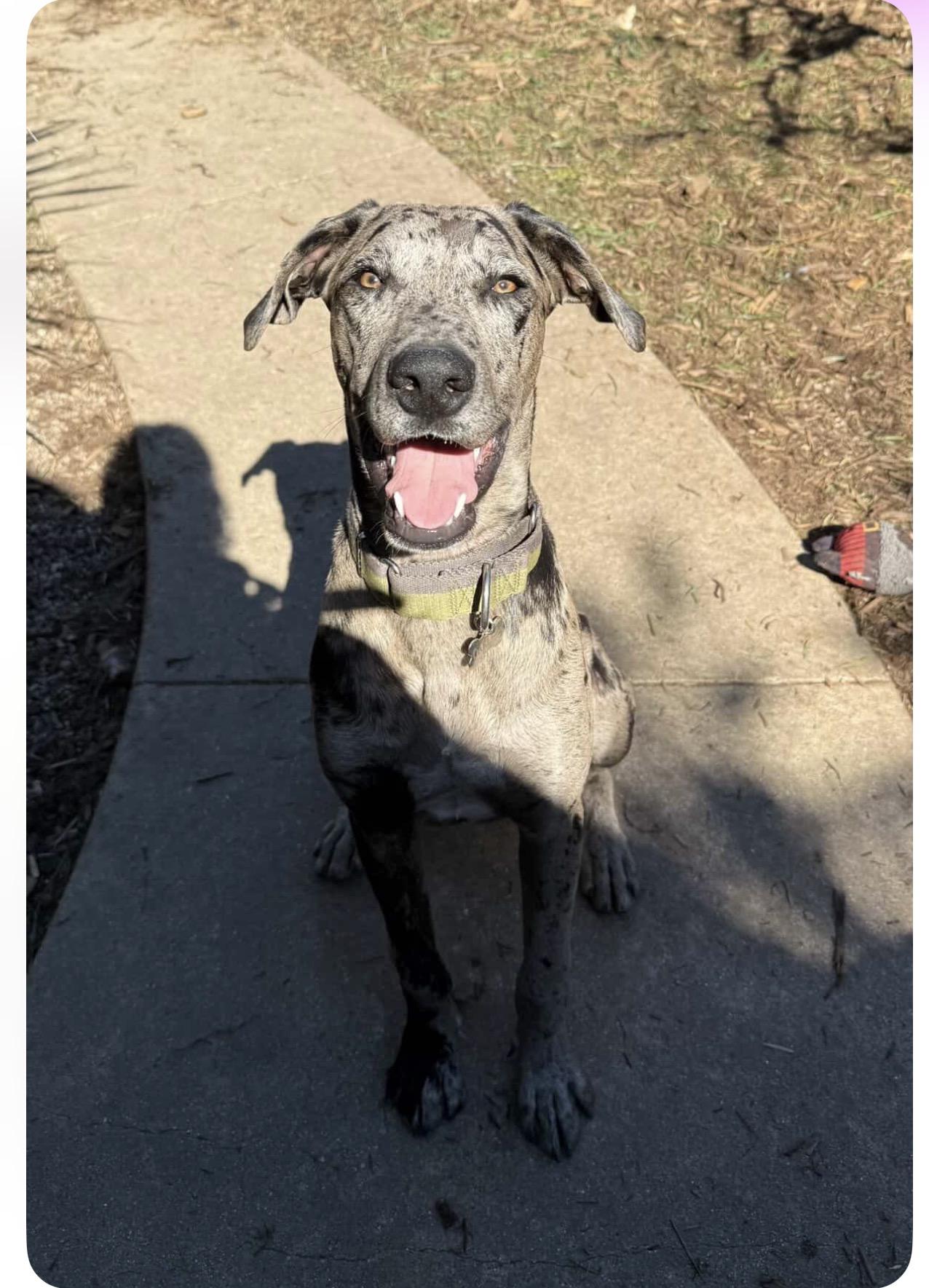 Enlarge Oakley, a Adopted Great Dane in Claremont, CA image 3/6
