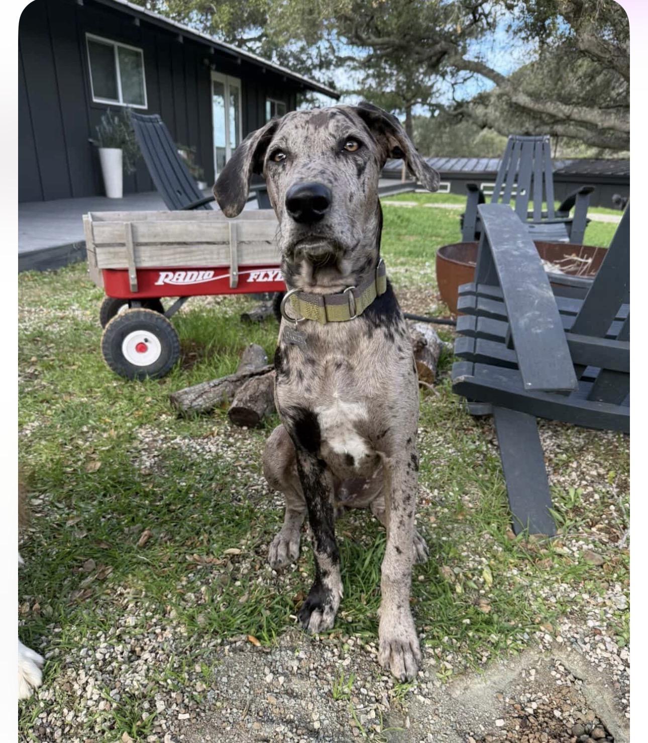 Enlarge Oakley, a Adopted Great Dane in Claremont, CA image 5/6