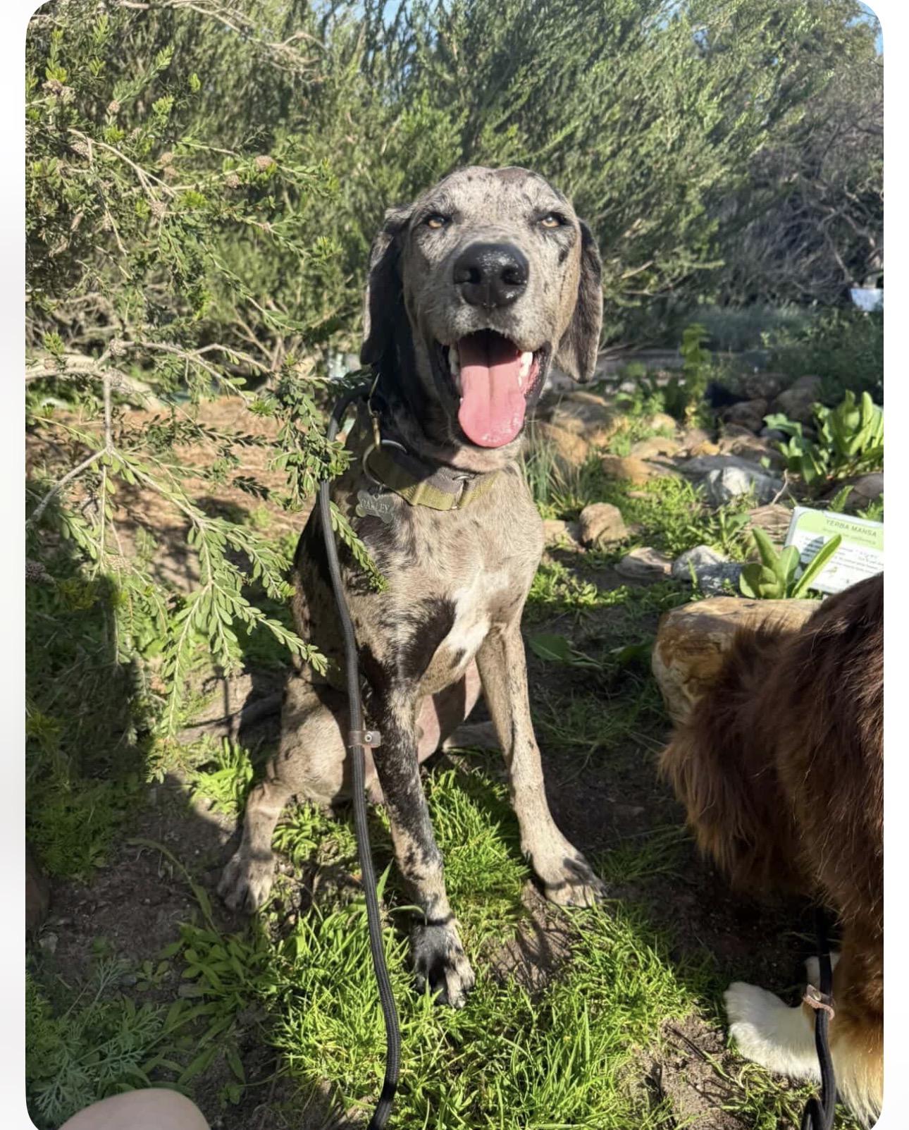 Enlarge Oakley, a Adopted Great Dane in Claremont, CA image 6/6
