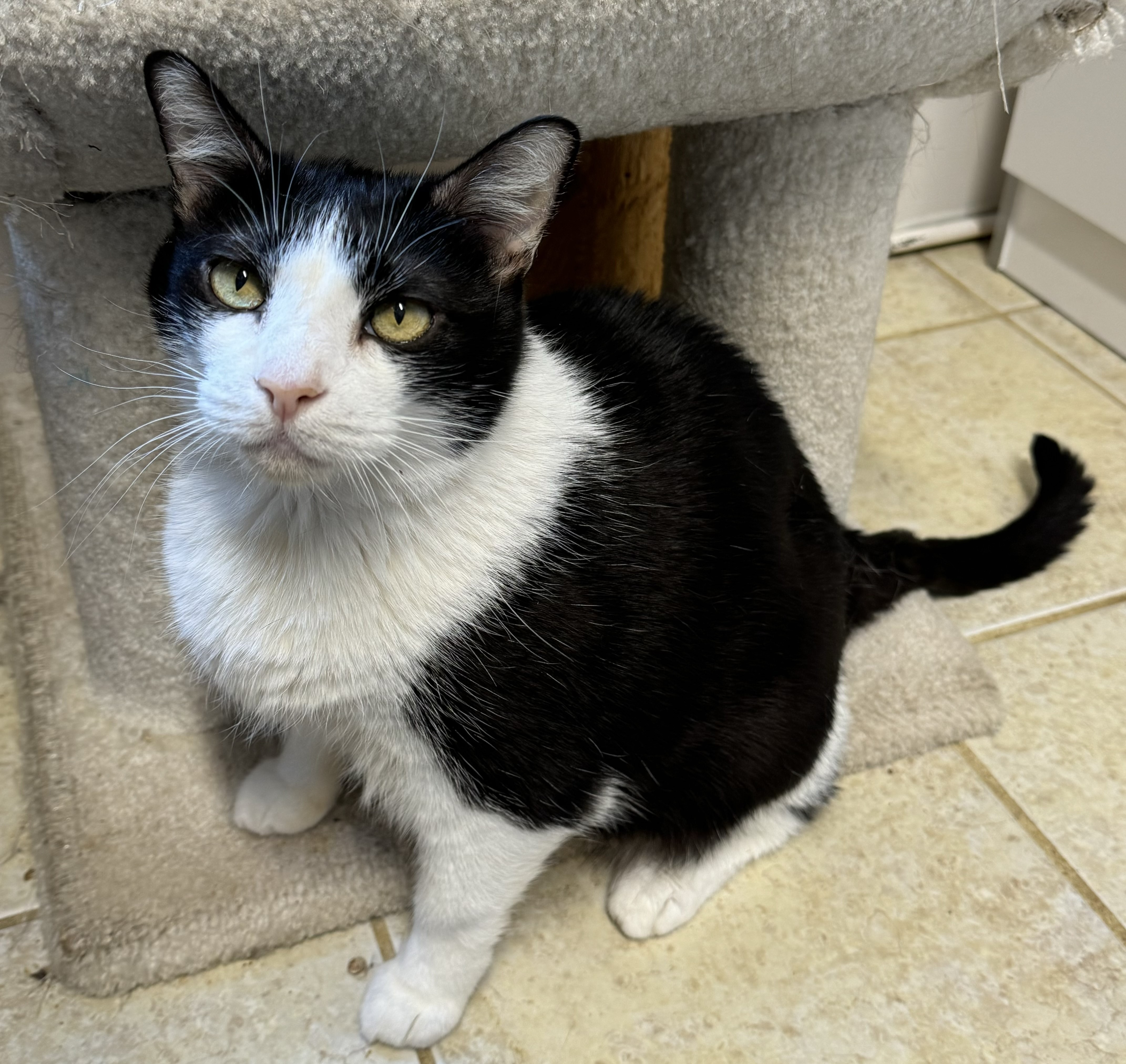 Enlarge Orca, a Adoptable Domestic Short Hair in Kearneysville, WV image 1/1
