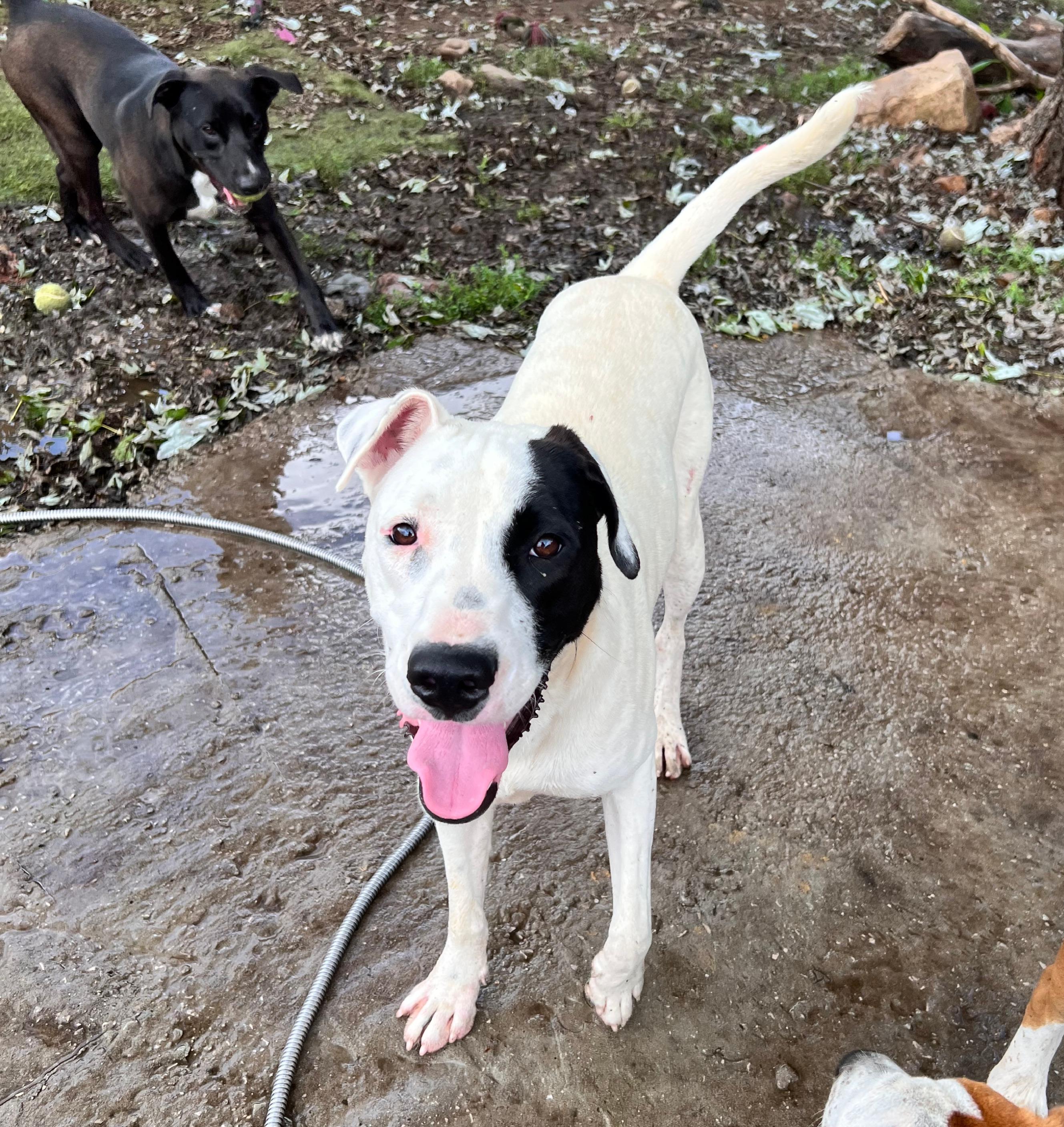 Gus, a Adoptable mixed breed in Tracy City , TN image 1/3