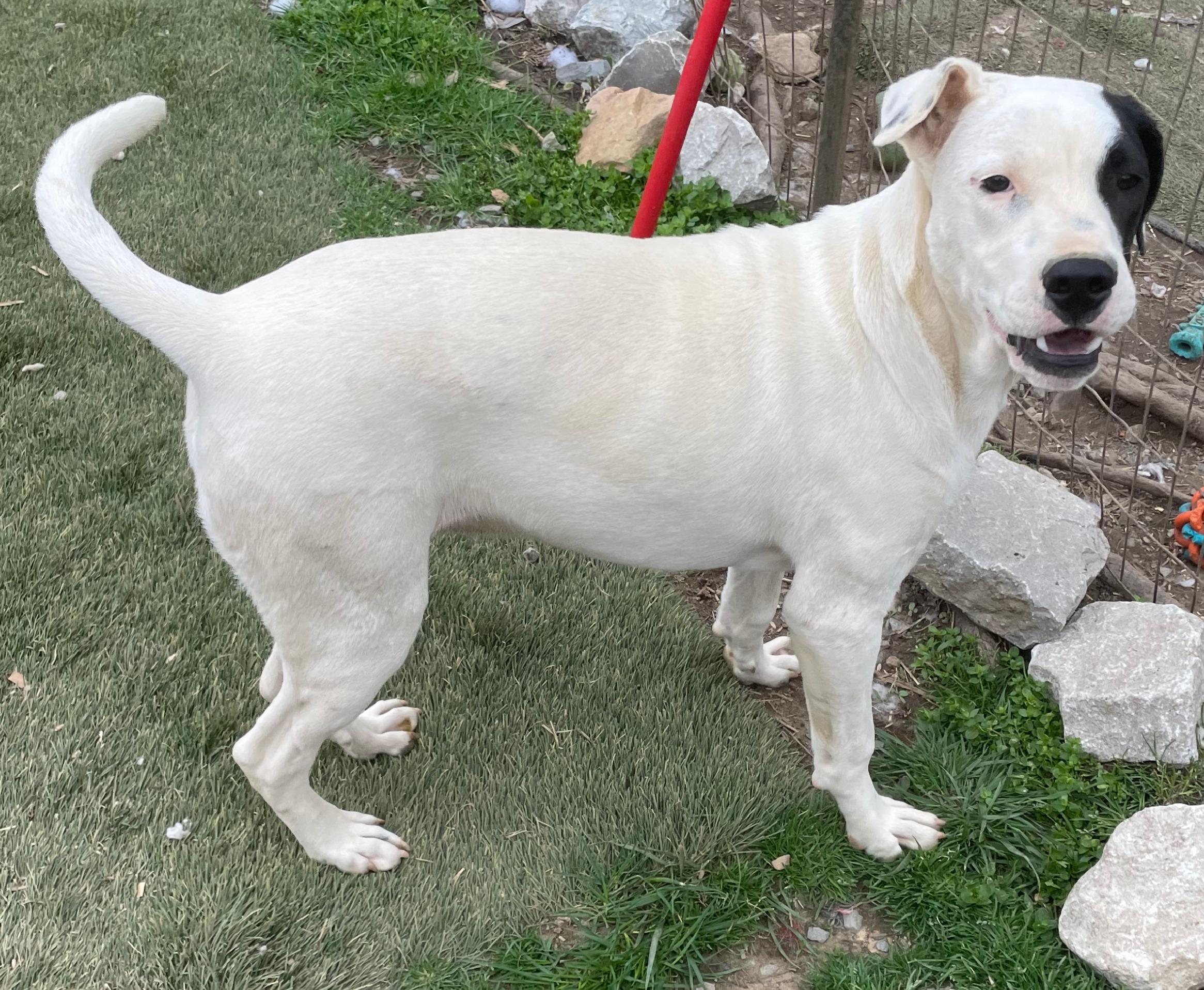 Gus, Adoptable, Young Male Staffordshire Bull Terrier.