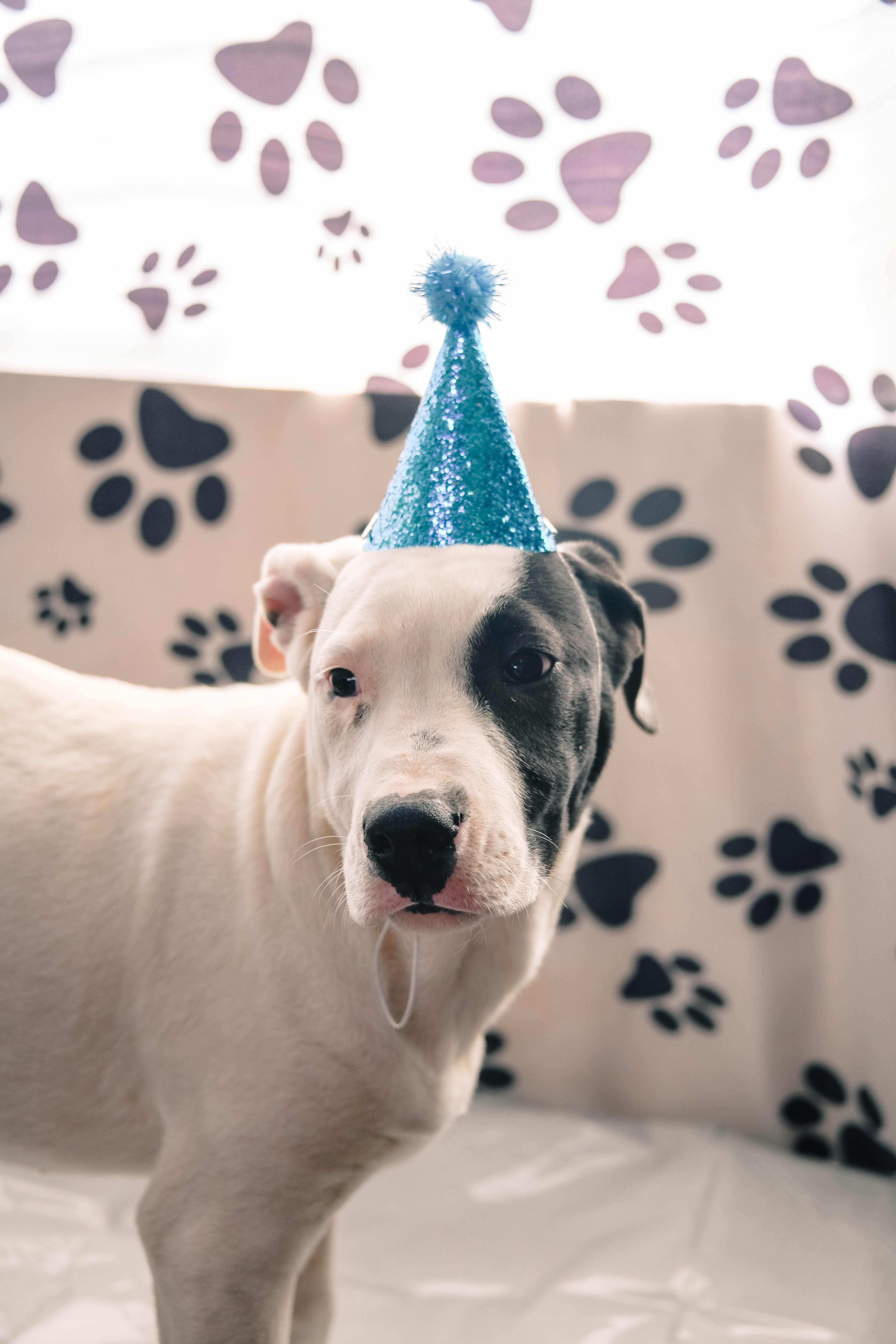 Gus, a Adoptable mixed breed in Tracy City , TN image 2/3