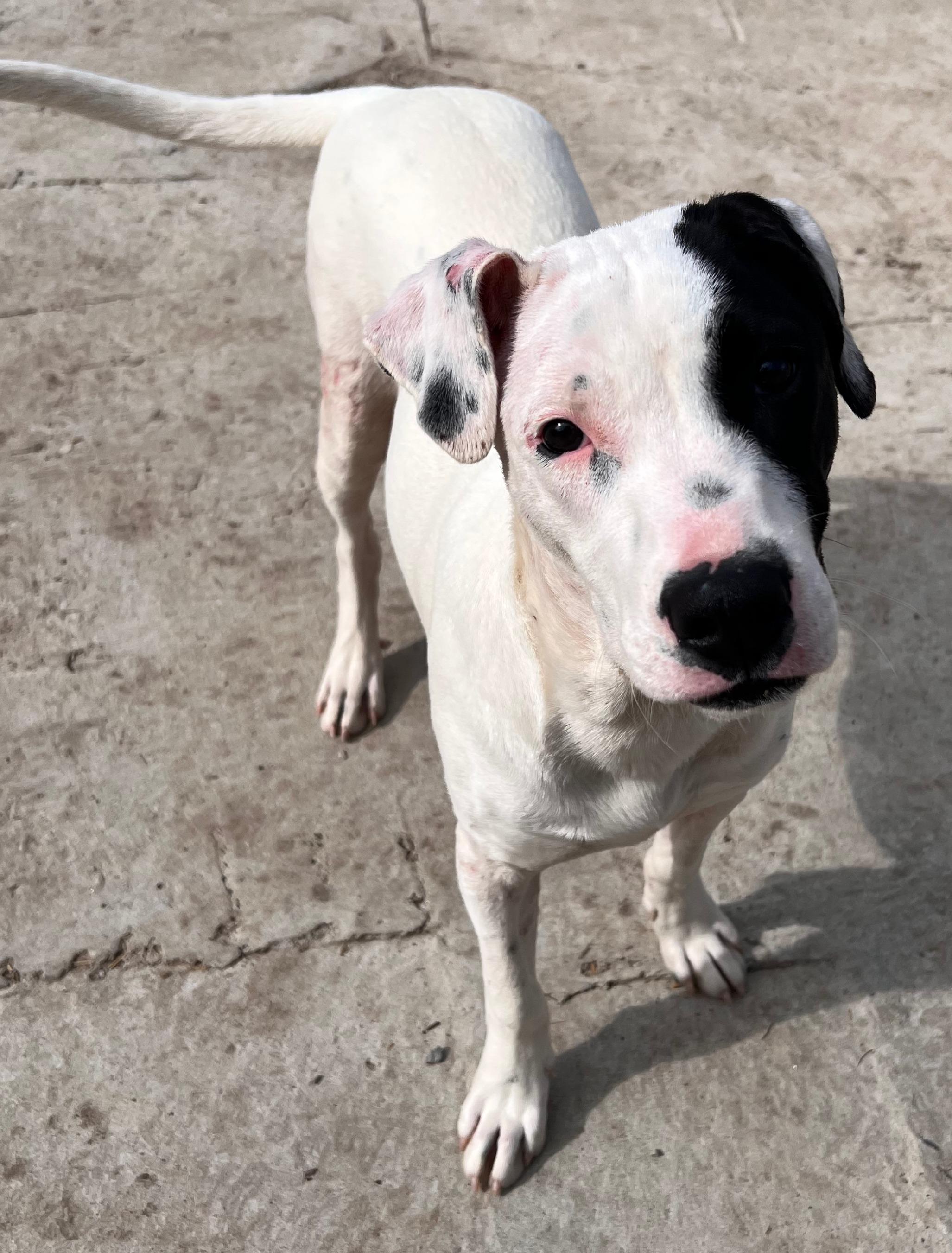 Gus, a Adoptable mixed breed in Tracy City , TN image 2/3