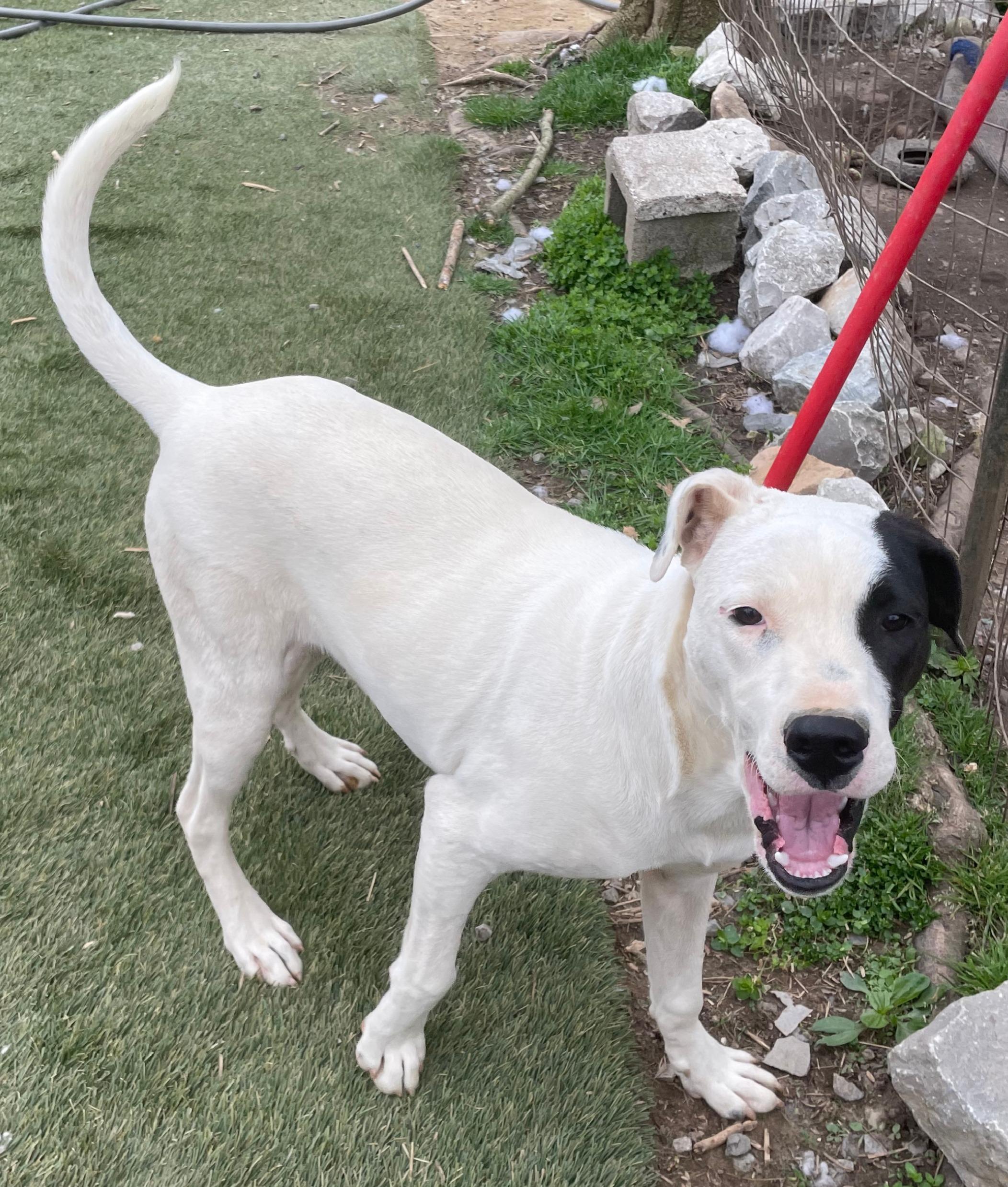 Gus, Adoptable, Young Male Staffordshire Bull Terrier.