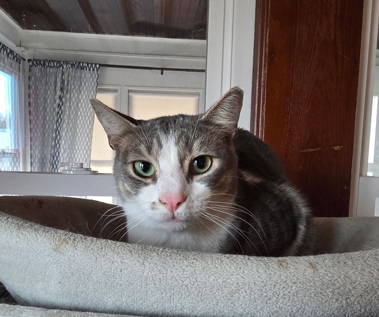 Capone, Adoptable, Adult Male Domestic Short Hair.