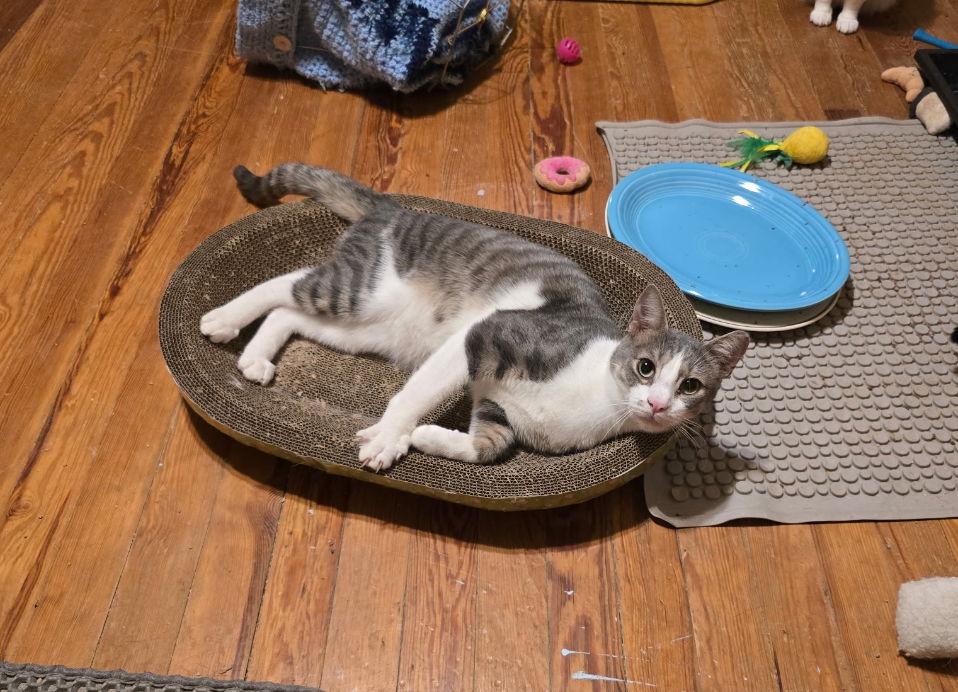 Enlarge Capone, a Adoptable Domestic Short Hair in Woodbury, NJ image 2/3