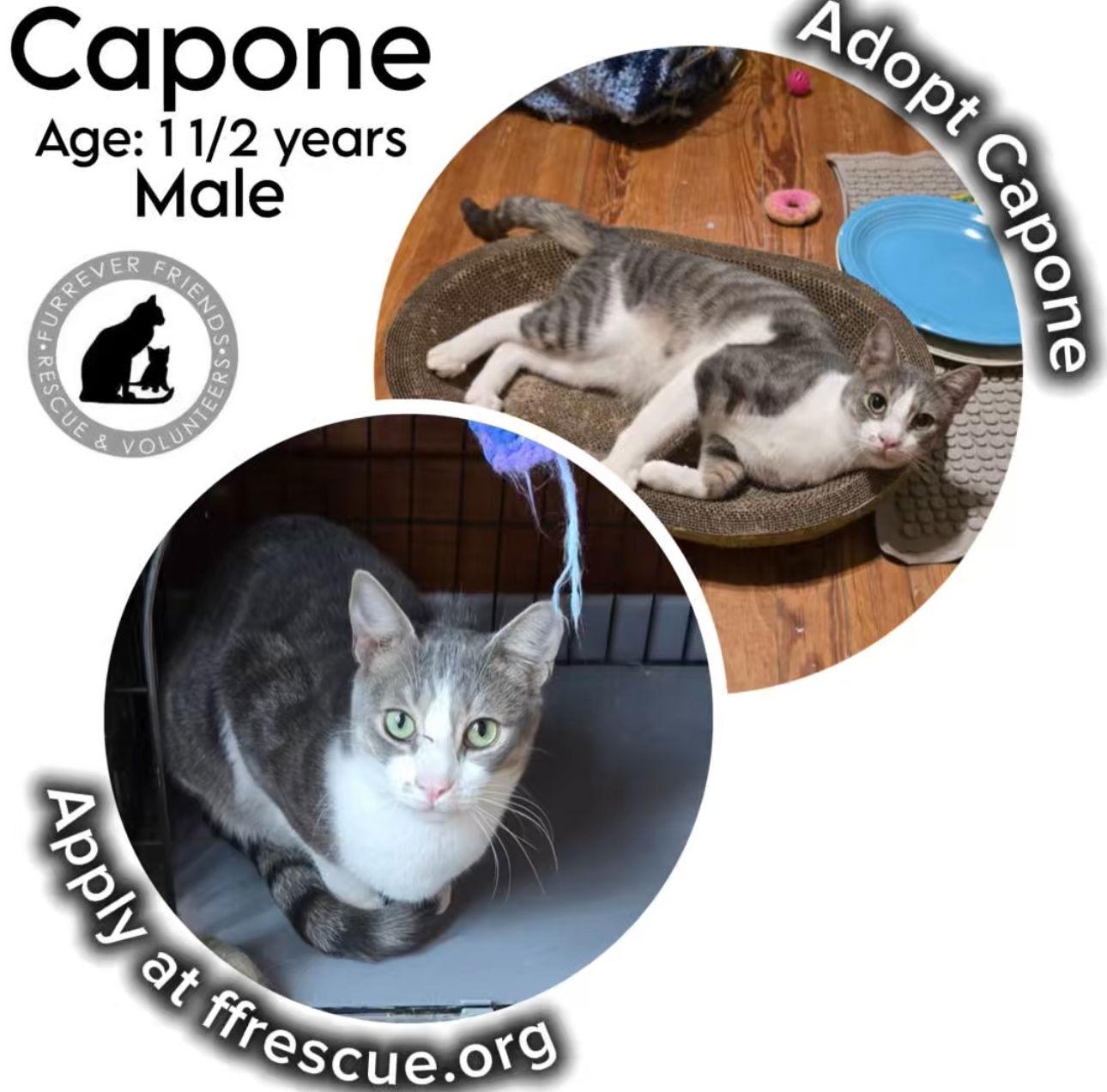 Enlarge Capone, a Adoptable Domestic Short Hair in Woodbury, NJ image 3/3